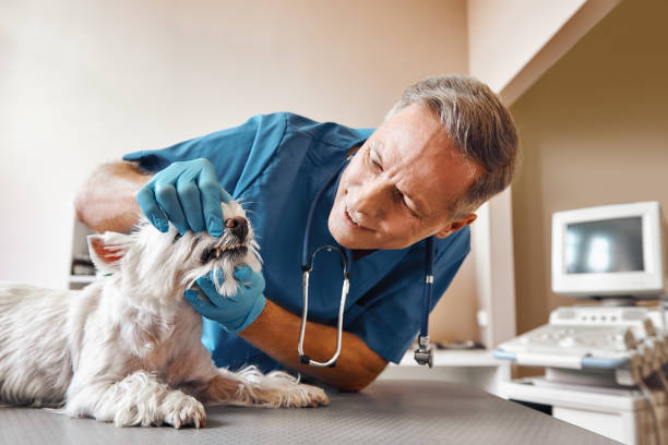 Best Pediatric Emergency Dentist in Georgetown, CT